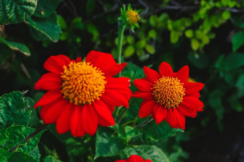 Beautiful tithonia rotundifolia or red Mexican sunflower growing in the garden.