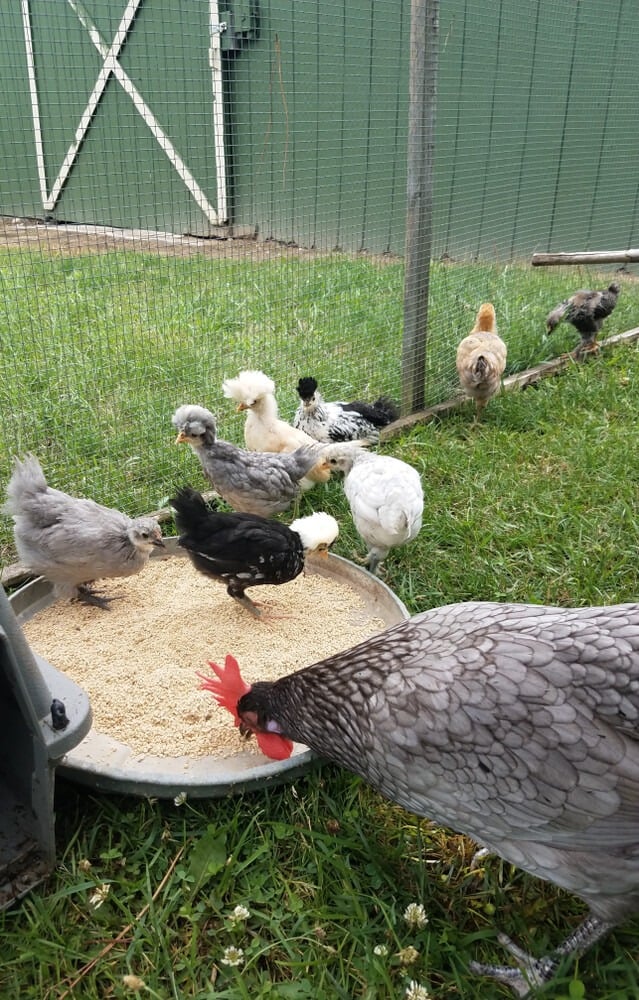 Blue Andalusian hen and assorted chicks eating lunch from their feeder.