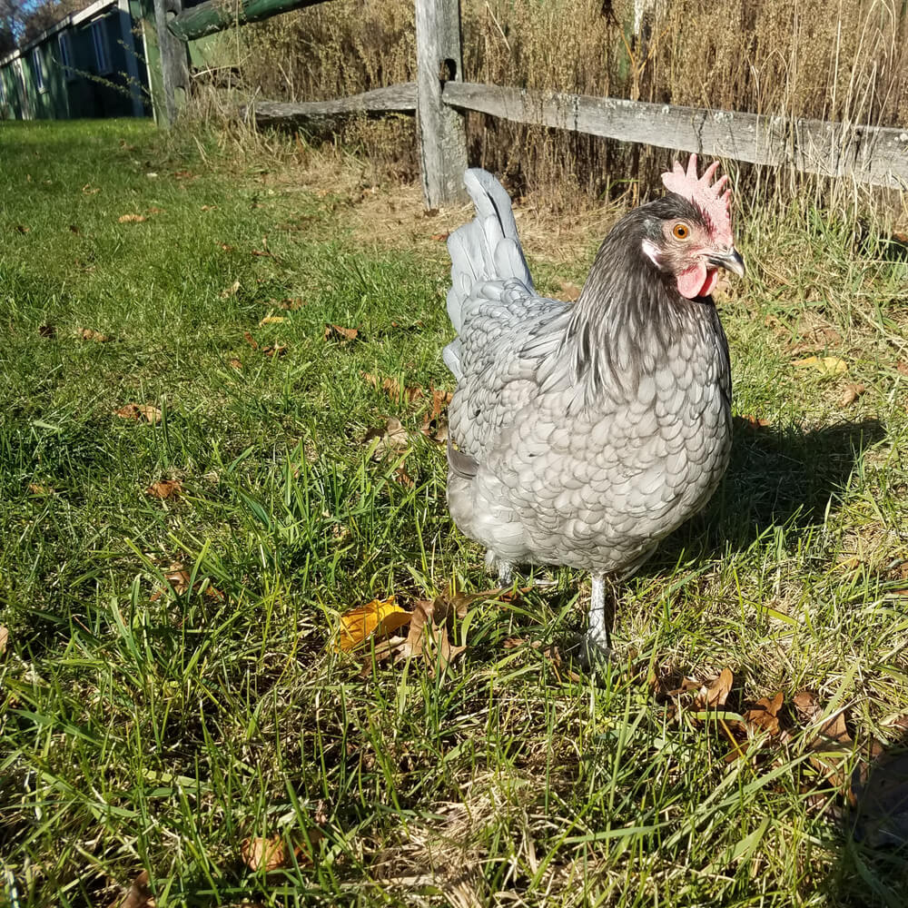 Blue Andalusian hen foraging in the backyard.