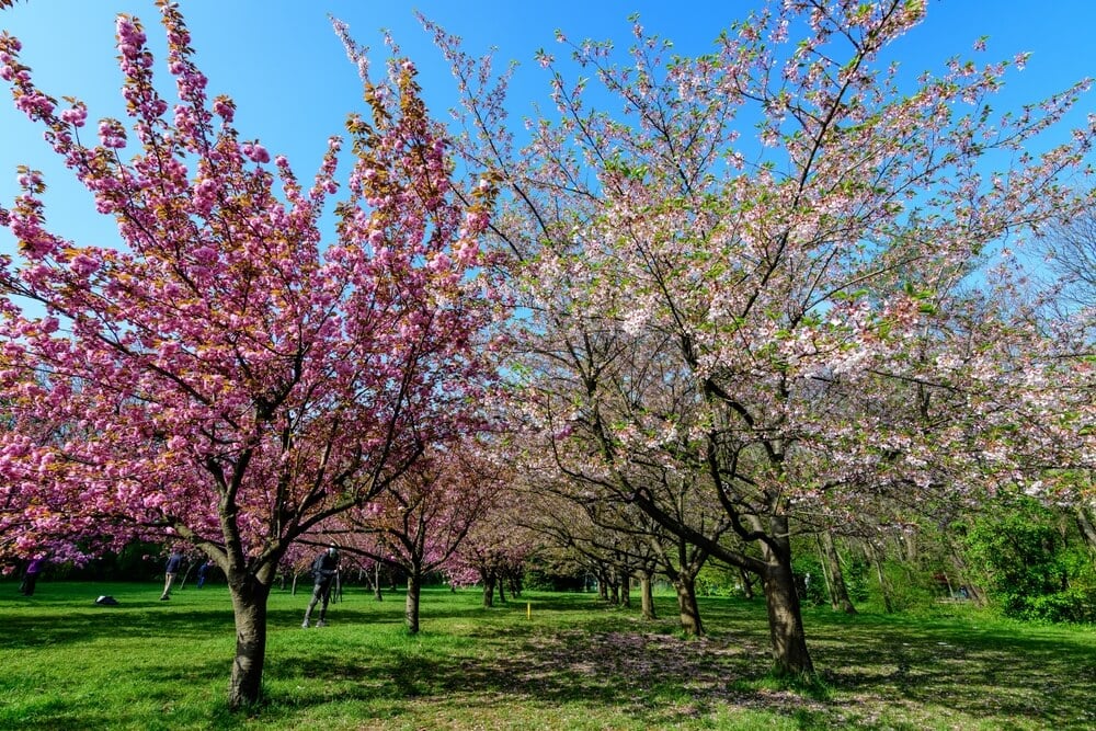 Breathtaking cherry trees with gorgeous pink flowers blooming on a spring day.