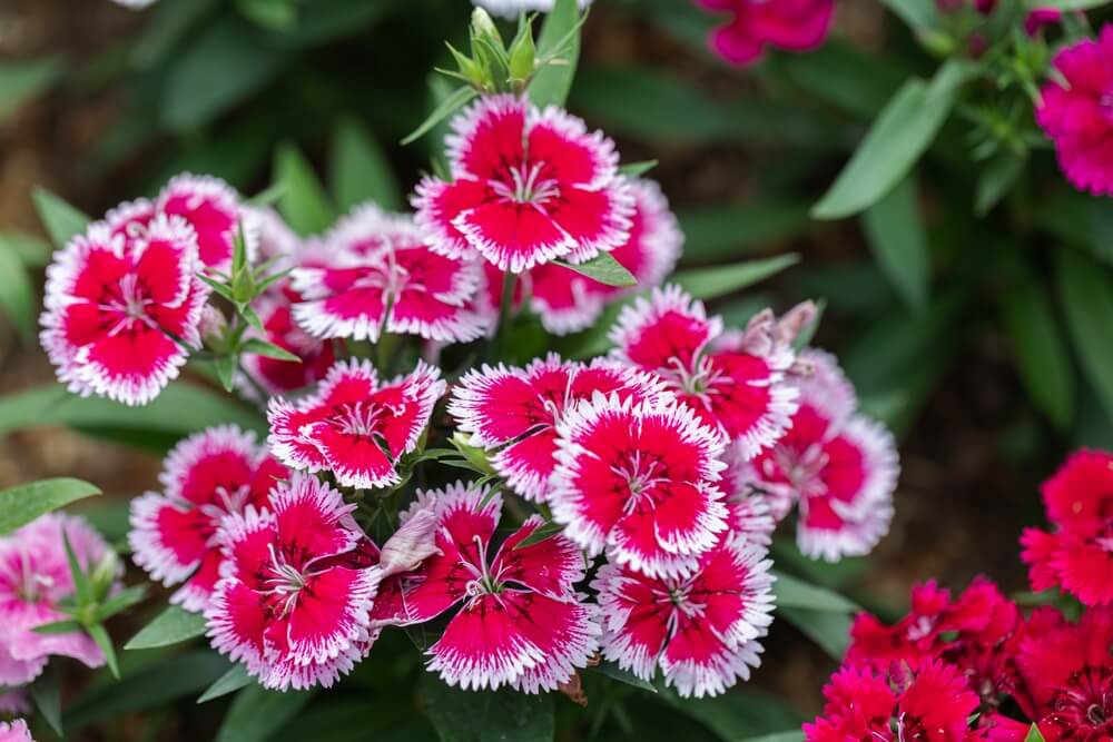 Bright pink dianthus barbatus flowers growing in the garden.