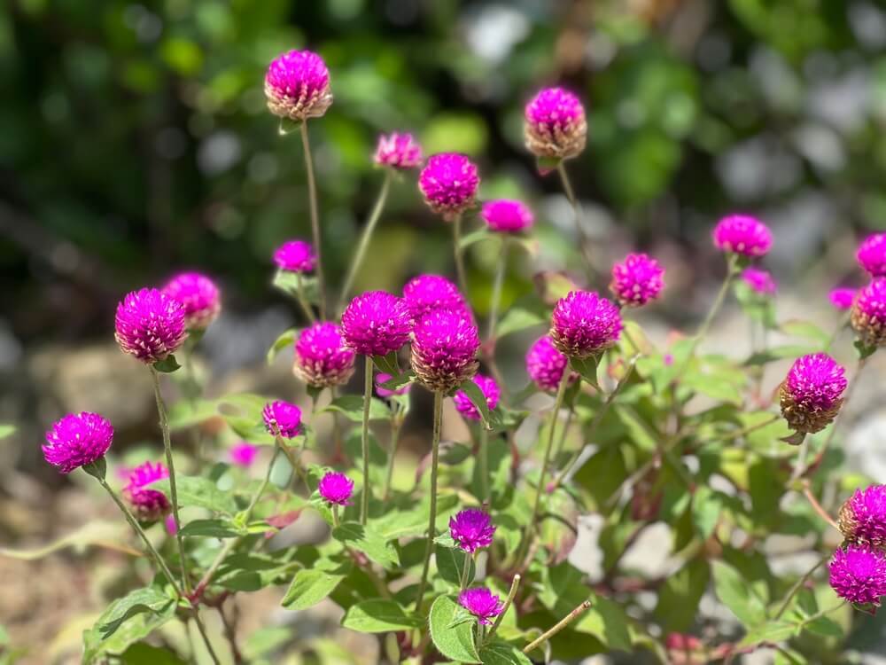 Bright pink globe amaranth flowers growing in the garden.