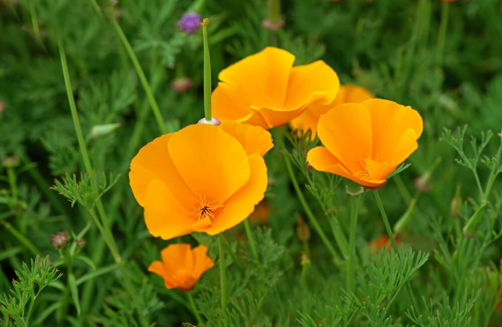 California poppy flowers growing in the sunny garden or meadow.