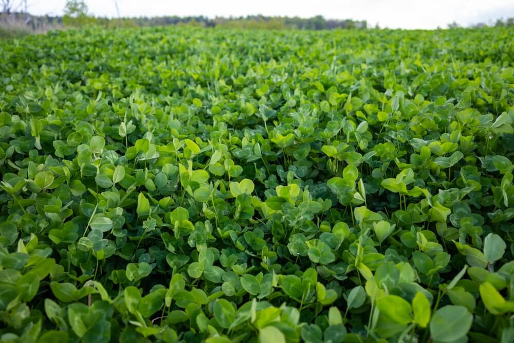 Clover field with a thick carpet of lovely lush clover.