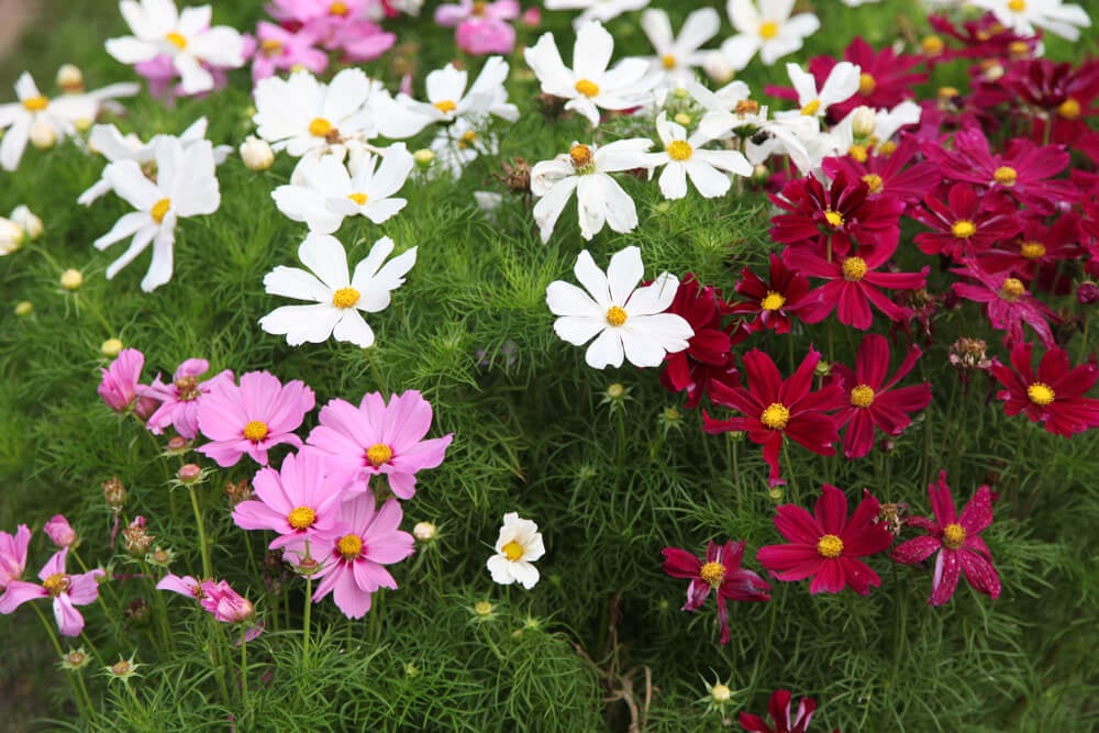Colorful cosmos flowers thriving and growing in the garden.