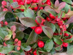 18 Delicious Edible Groundcover Crops That Are Way More Beneficial Than