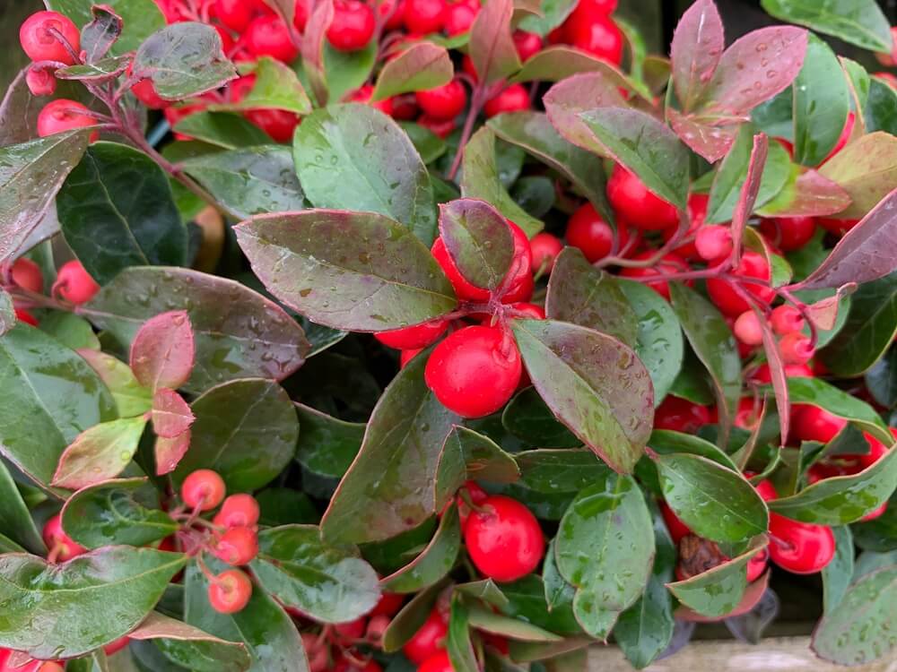 Colorful gaultheria procumbens or checkerberry plant growing on the ground.