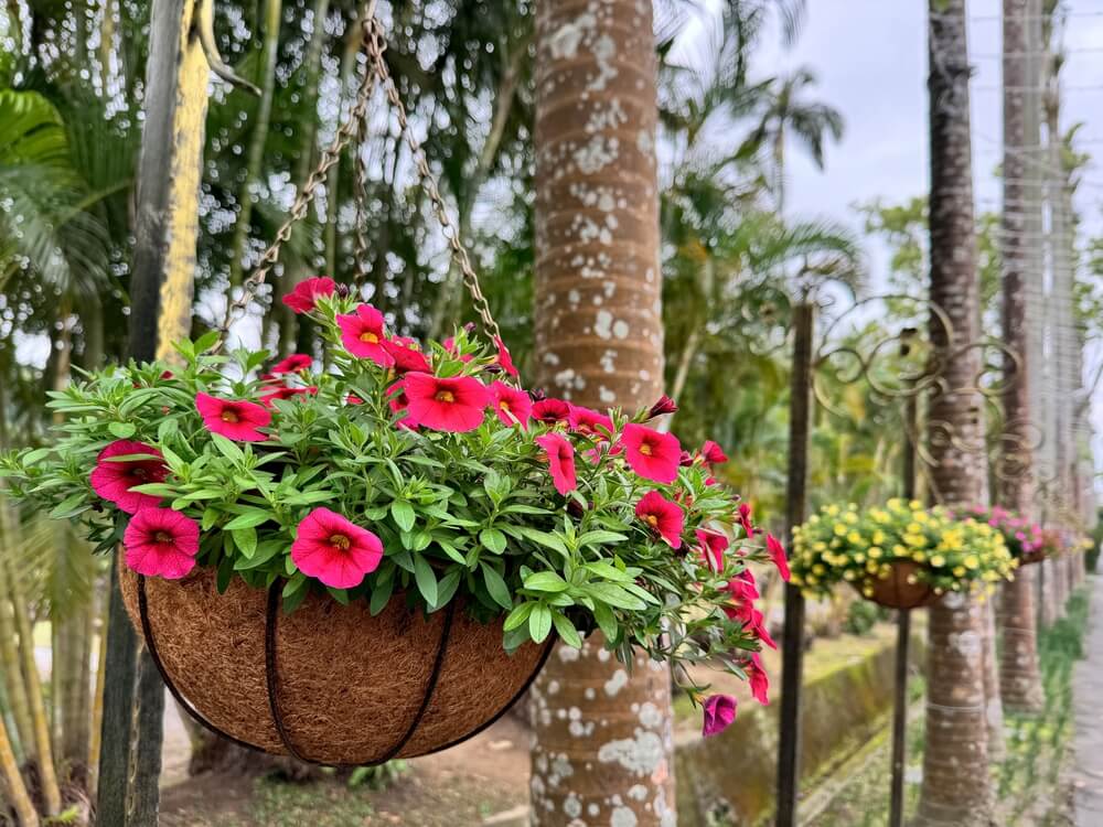 Colorful million bells trailing plant with gorgeous pinkish red flowers growing in a basket.
