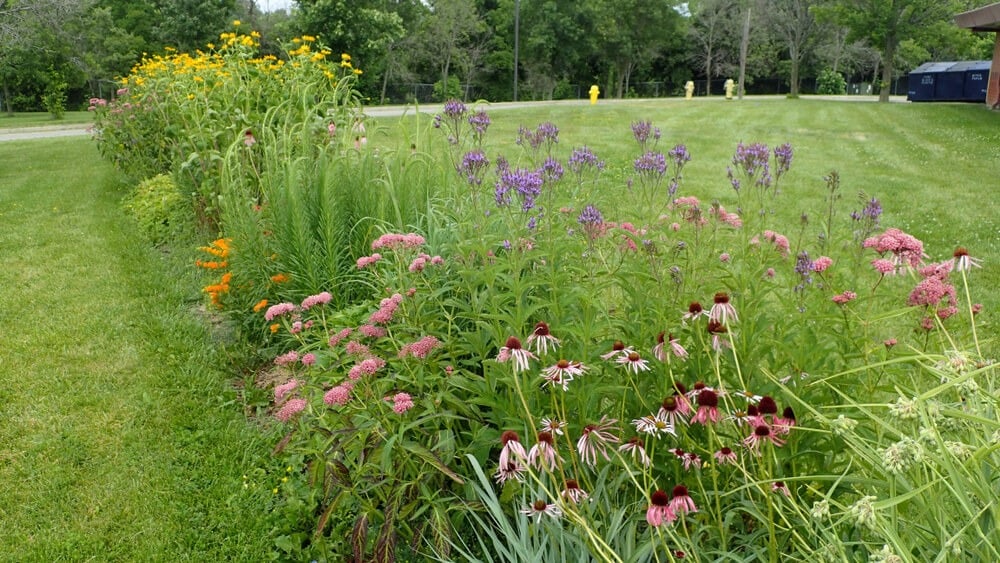 Colorful wildflower and butterfly garden with gorgeous native flowering plants.