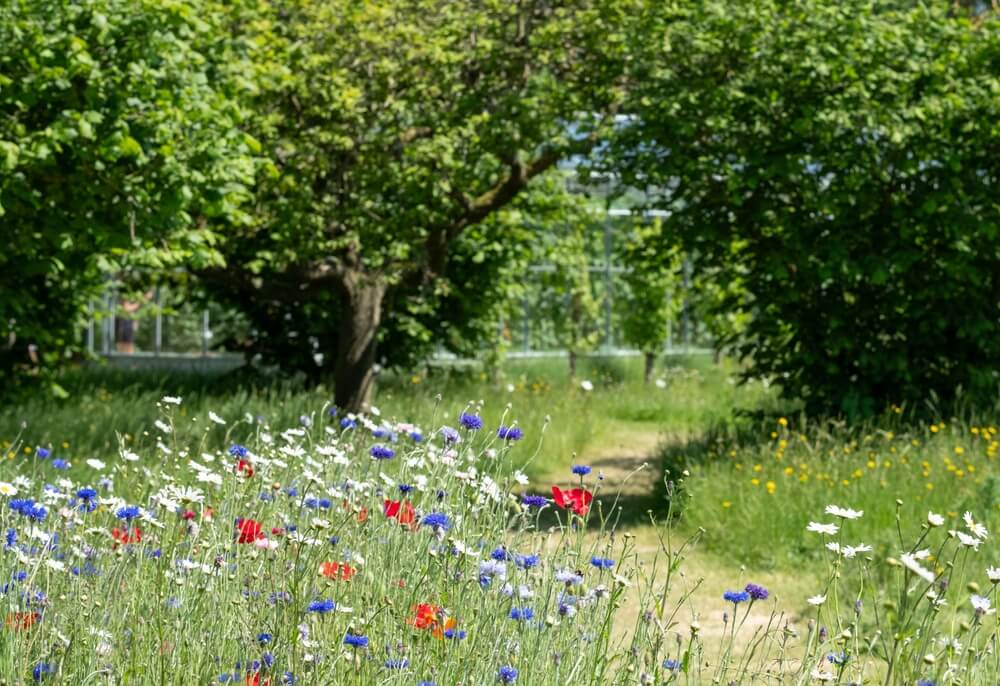 Colorful wildflowers growing wildly and untamed.