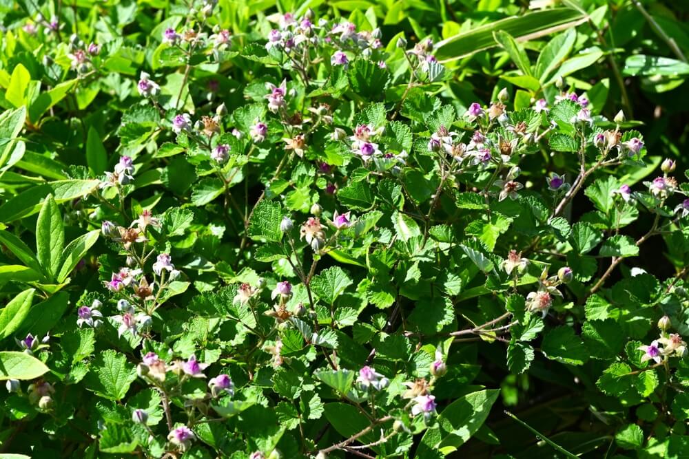 Creeping raspberry shrubs growing in the garden as groundcover.