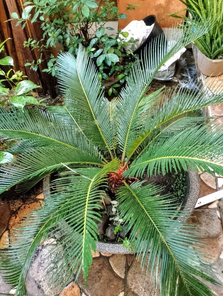 Cycas revoluta also known as sago palm growing in a round pot.