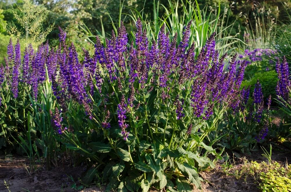 Deep purple forest sage or Salvia Nemorosa flowers growing in the grassy meadow.