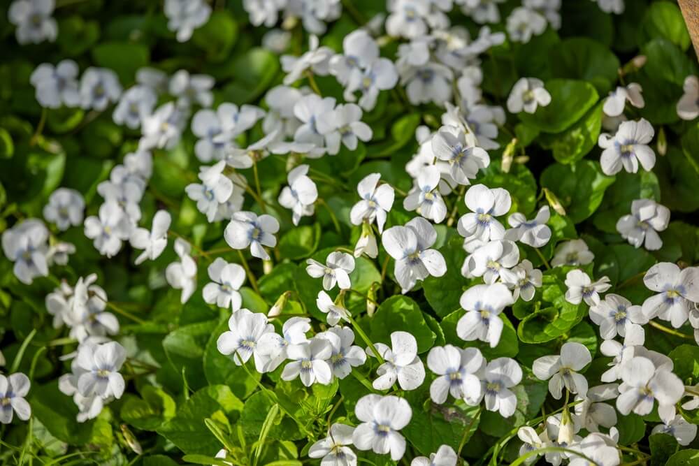Dense white sweet violet flowers blooming in the garden.