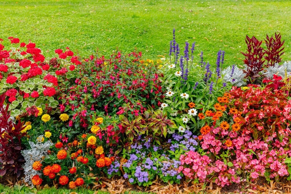 Epic and colorful flower garden with beautiful and gorgeous summer blooms.
