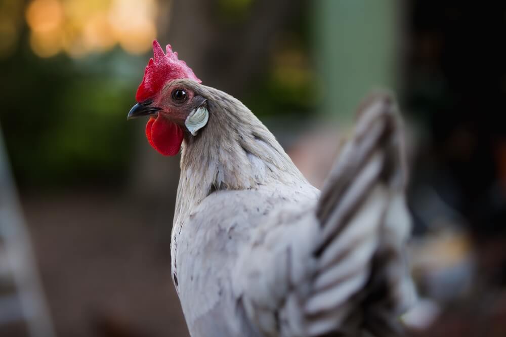 Epic Blue Andalusian hen farmyard portrait.