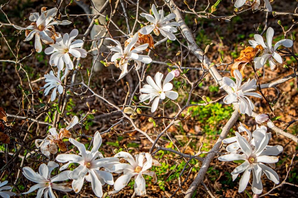 Epic magnolia tree with gorgeous white fragrant flowers blooming in spring.