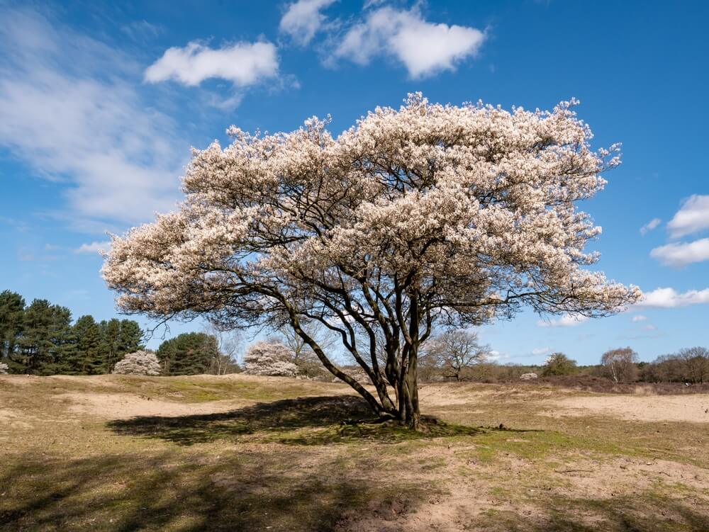 Epic serviceberry tree blooming in spring in nature reserve with lovely white blooms.