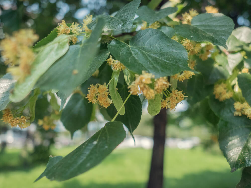 Examining the lovely flowers and foliage of a American basswood tree.