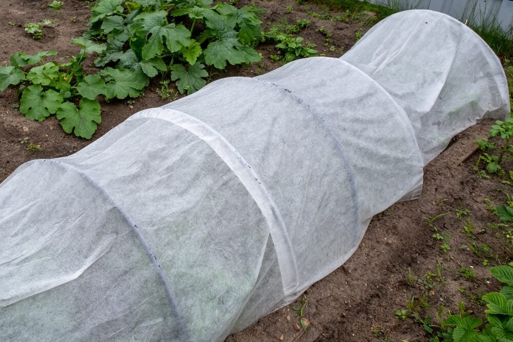 Fall crops in a garden bed shielded by white protective garden hoops and row covers.