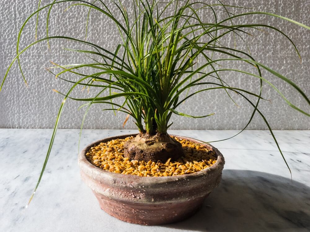Fancy Beaucarnea recurvata or ponytail palm growing in a lovely pot.