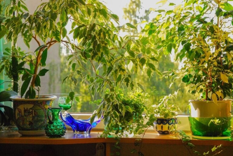 Ficus Benjamin or weeping fig tree growing in a pot on a windowsill.