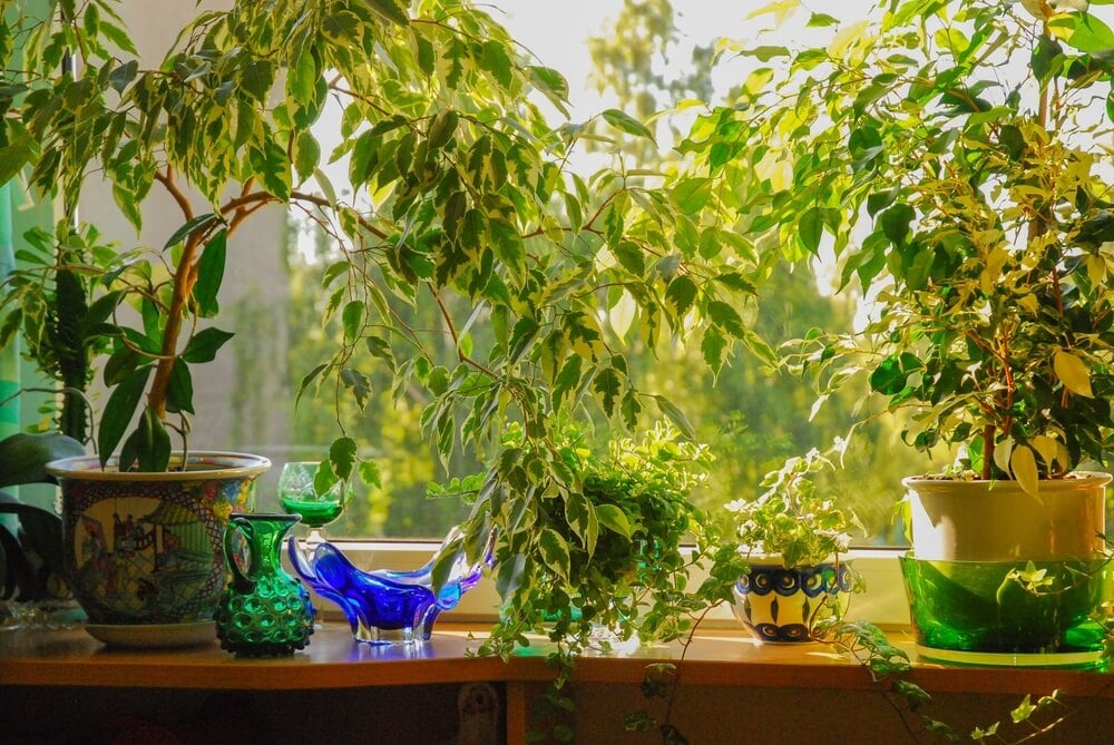 Ficus Benjamin or weeping fig tree growing in a pot on a windowsill.