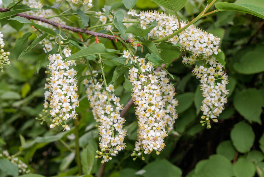 Flowering chokecherry shrub or tree growing in a park.