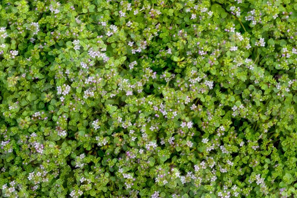 Fragrant Corsican mint or Mentha Requienii growing in the garden.