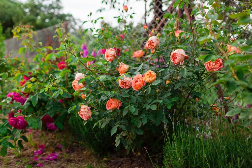 Fragrant orange salmon rose flowers blooming in a gorgeous summer garden.