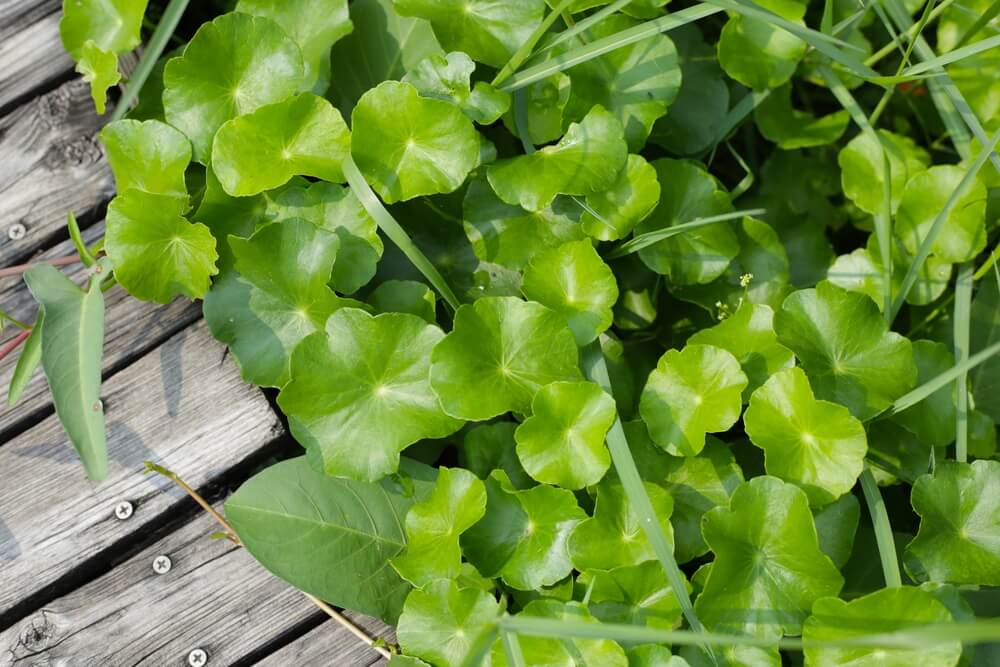 Fresh Gotu Kola or Asiatic pennywort growing in the garden.
