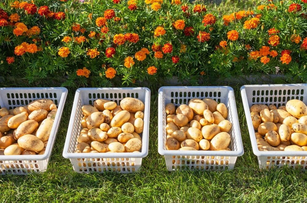 Fresh organic potatoes harvest drying in plastic containers on green lawn.