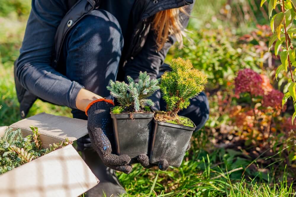 Gardener holding tiny blue evergreen shrubs in containers.