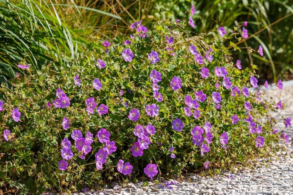 Geranium Rozanne perennial with pinkish purple flowers growing in the garden.