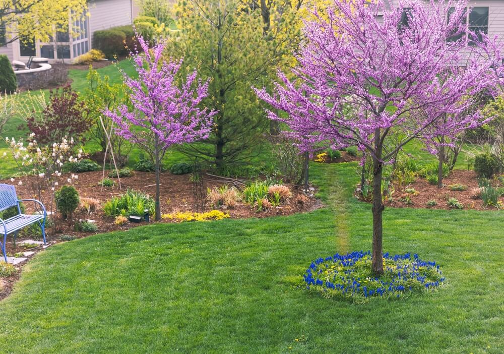 Gorgeous Eastern redbud trees also known as Cercis canadensis growing in the spring garden.