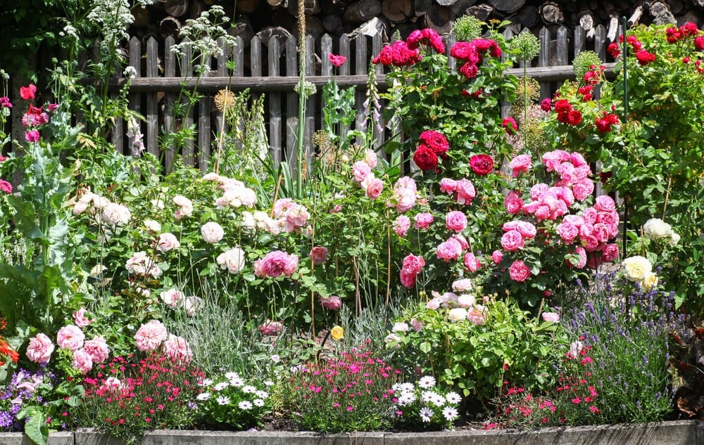 Gorgeous flowerbed stuffed with lovely roses lavender and foxgloves.