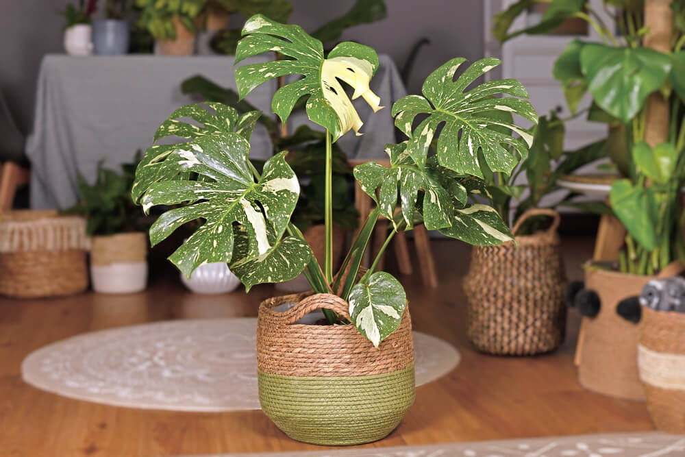 Gorgeous Monstera deliciosa Thai Constellation house plant with epic white sprinkled leaves in basket flower pot.
