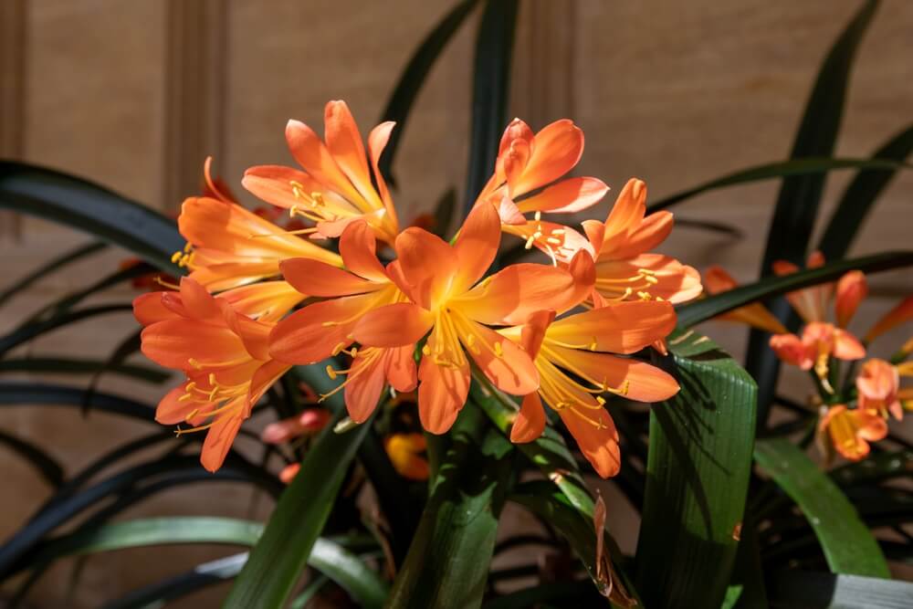 Gorgeous natal lily plant or Clivia miniata with orange flowers in bloom.
