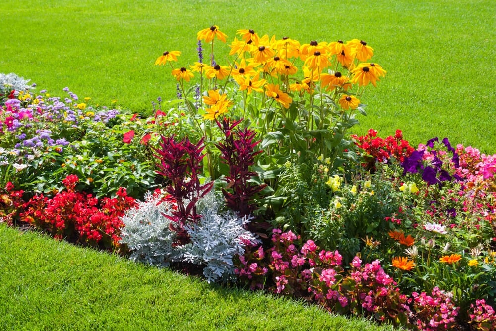 Gorgeous natural beautiful summer flower beds growing in a park garden.