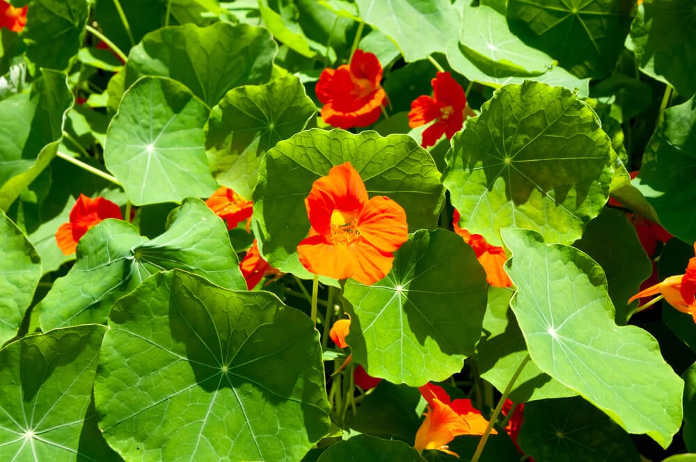 Gorgeous orange nasturtium flowers also known as tropaeolum majus.