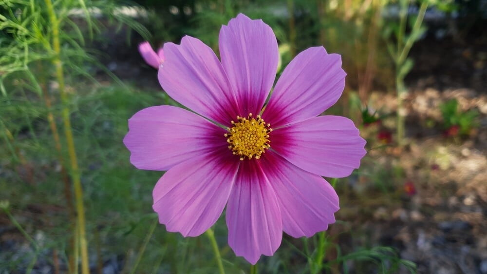 Gorgeous pink cosmos flower blooming in the garden.