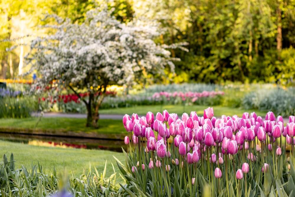 Gorgeous pink tulip flowers growing in an epic Dutch garden.