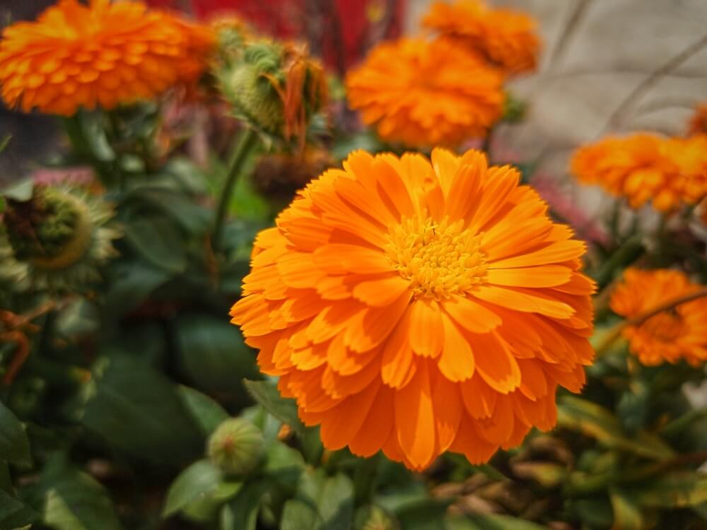 Gorgeous pot marigold flower with deep orange petals.