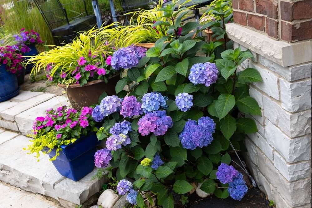 Gorgeous purplish pink reblooming hydrangea flowers growing on a front porch.