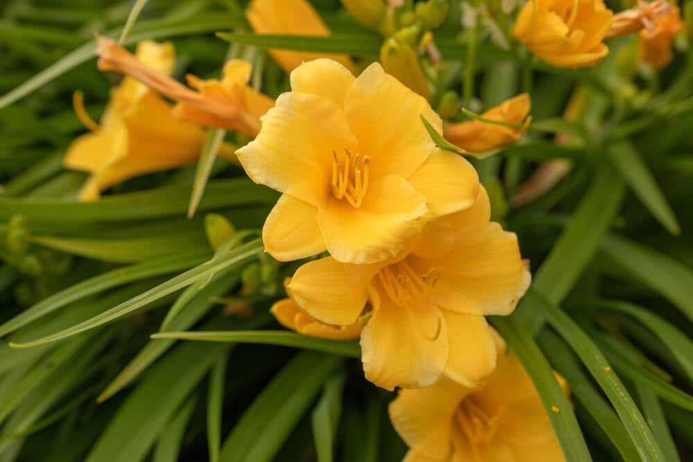 Gorgeous reblooming daylily or Hemerocallis Stella D'Oro growing in the garden.
