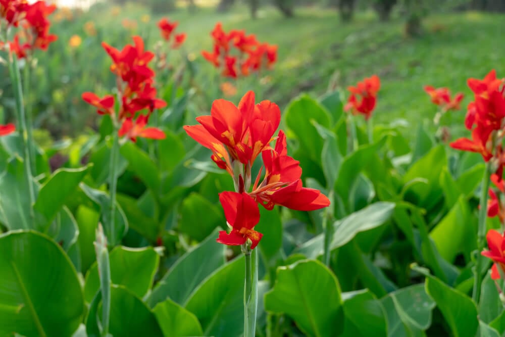Gorgeous red canna lily flowers with green leaves in background.