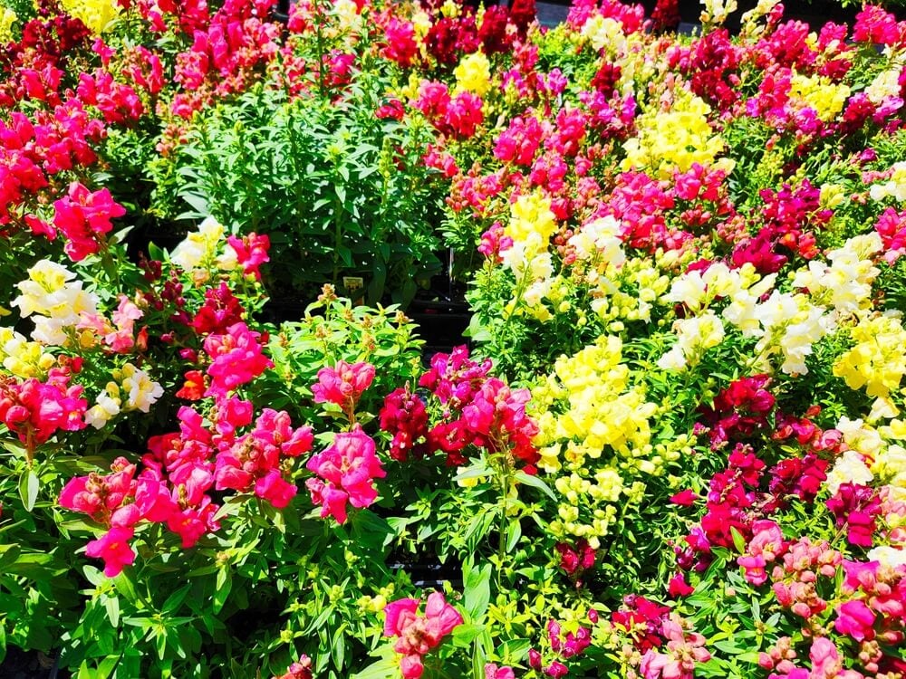 Gorgeous snapdragon flowers growing and blooming in the garden.