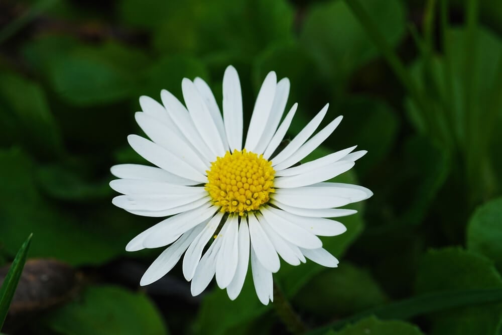 Gorgeous spring daisy flower with vibrant white petals.