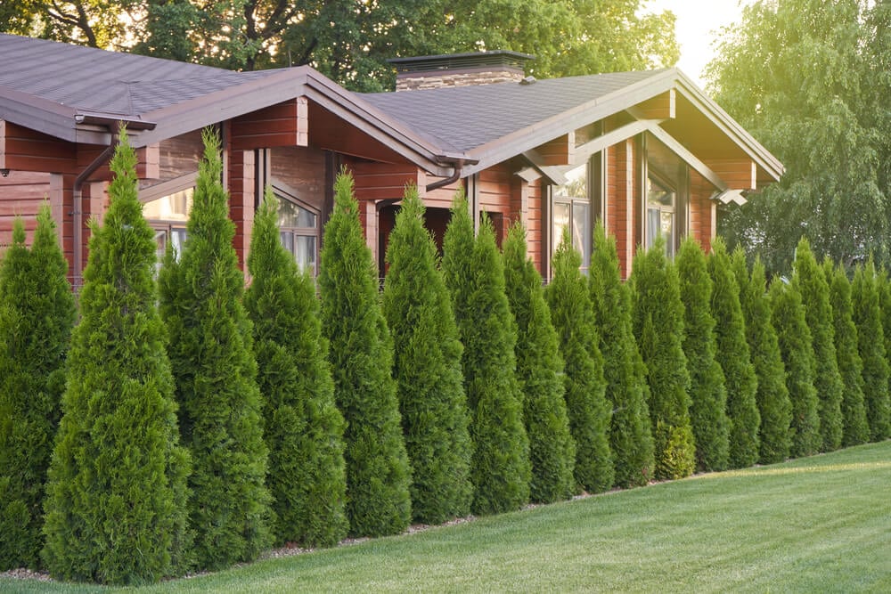 Gorgeous thuja trees forming a living hedge or wall in the front yard.