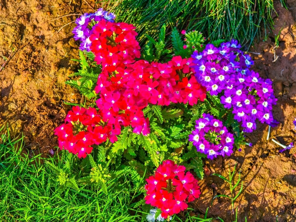 Gorgeous verbena flowers with colorful pink and purple blooms.